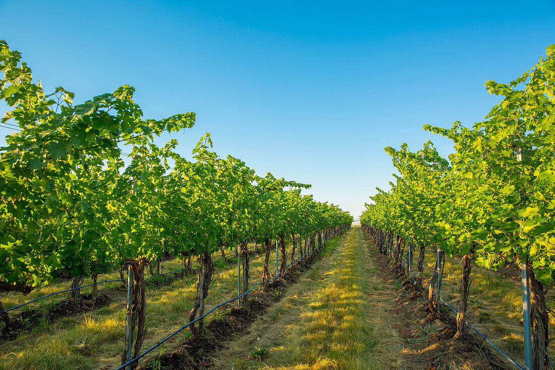 Vineyard on hillside under blue sky, Walla Walla, WA, USA