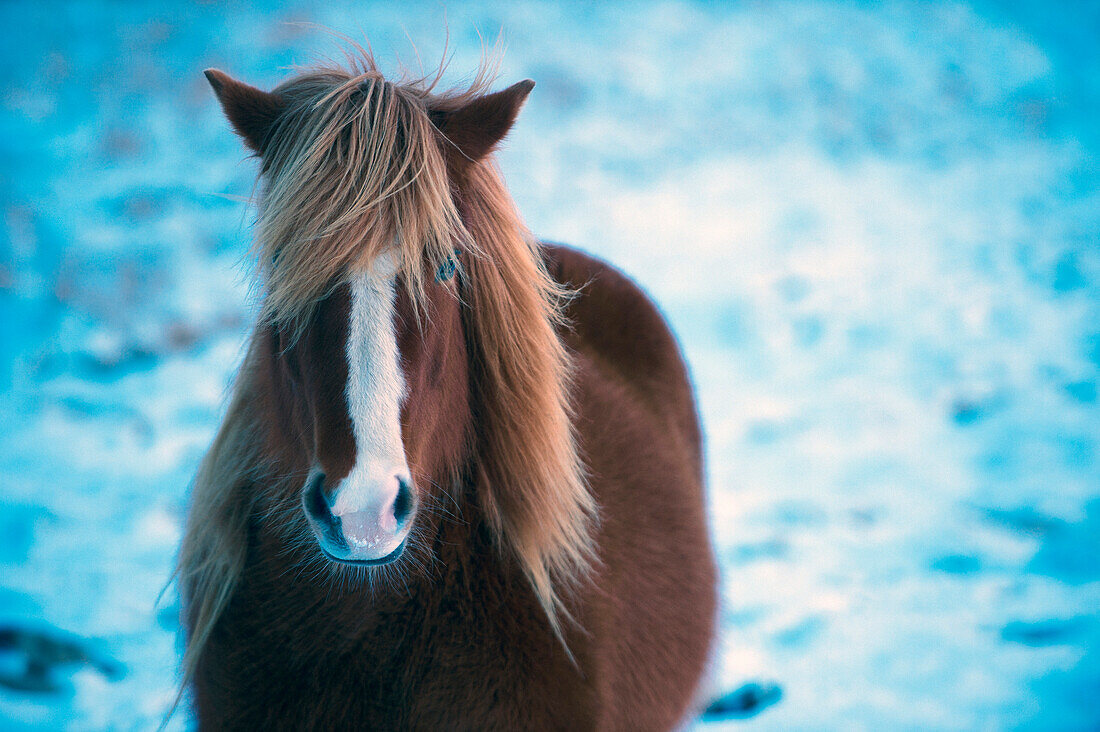 Horse standing in snowy field, C1