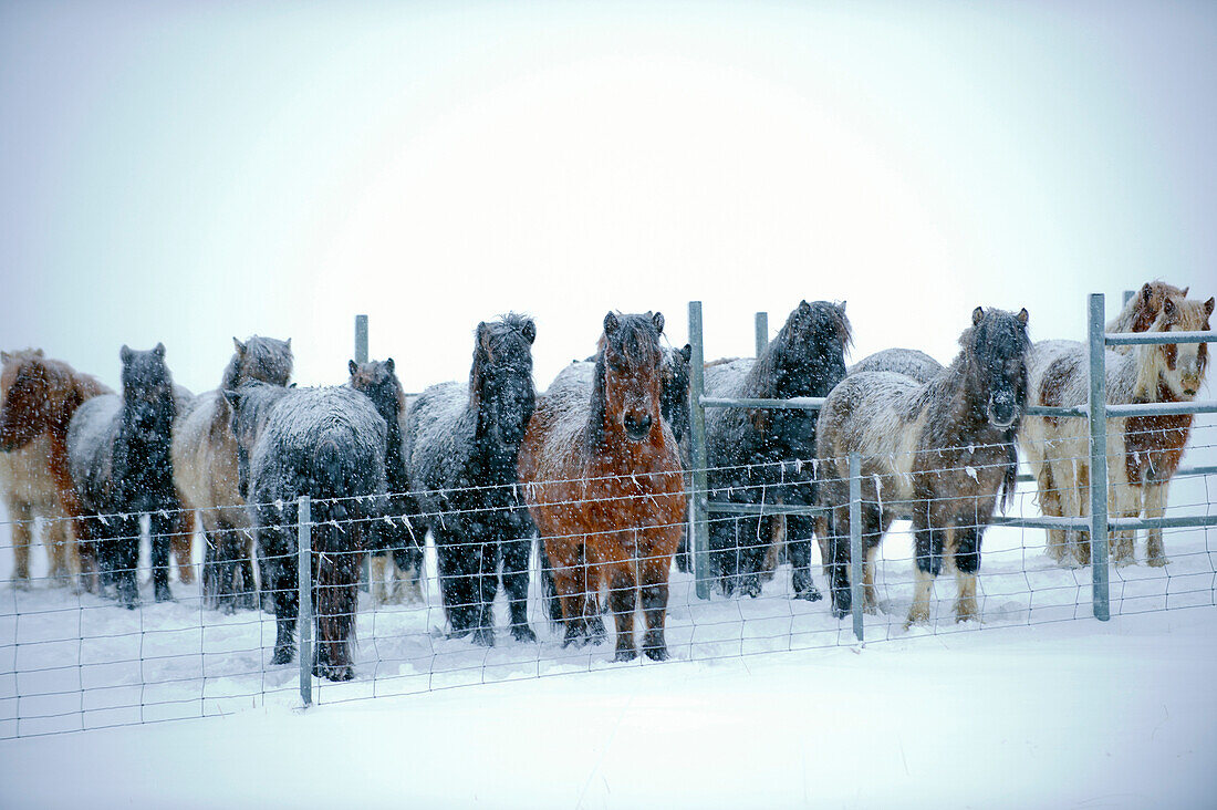 Horses standing in snowy pen, C1