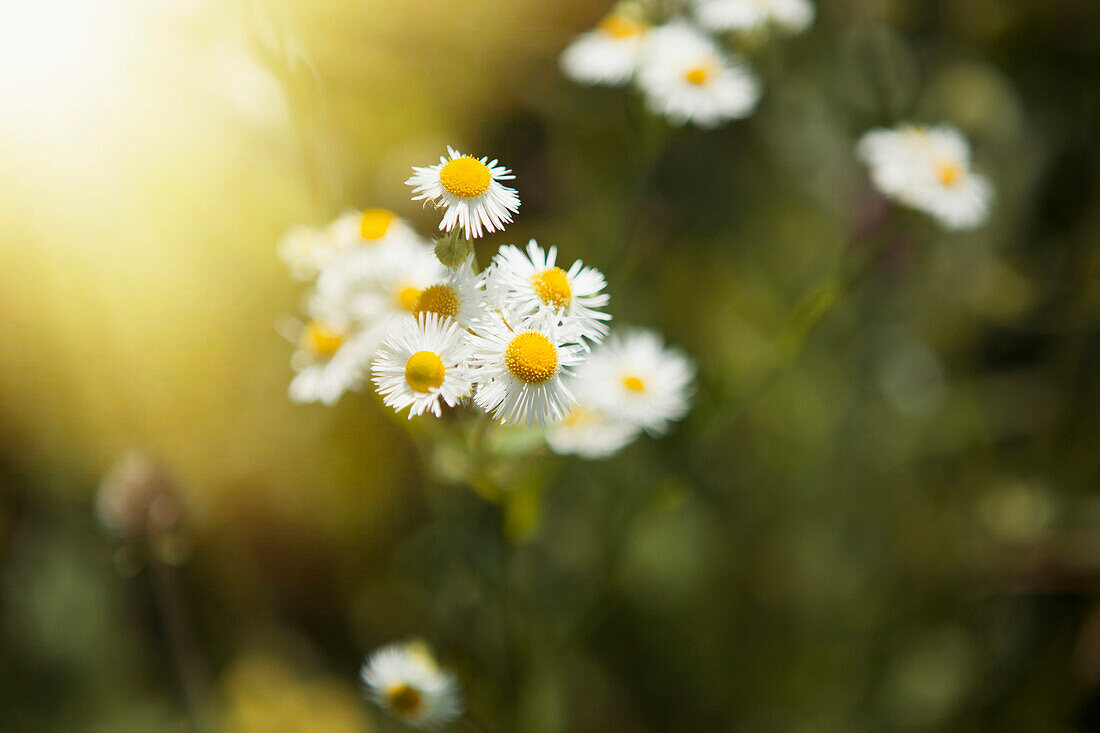 Close up of daisies outdoors, C1