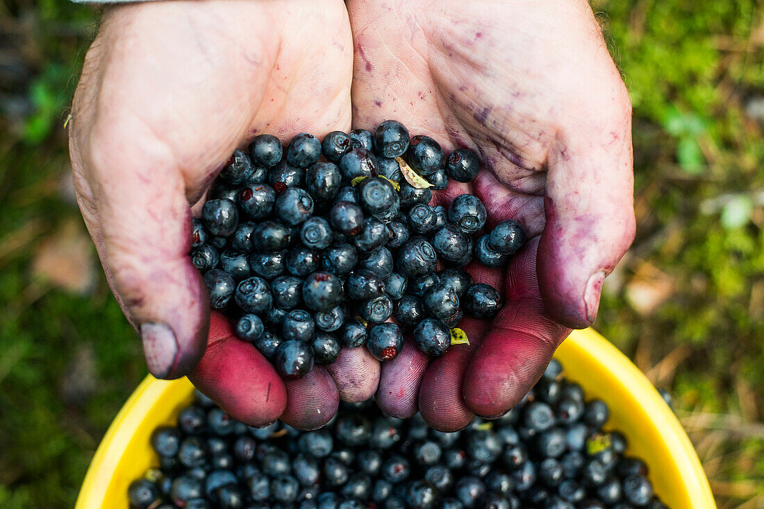 Close up of stained hands holding blueberries over bowl, Ykaterinburg, Ural, Russia