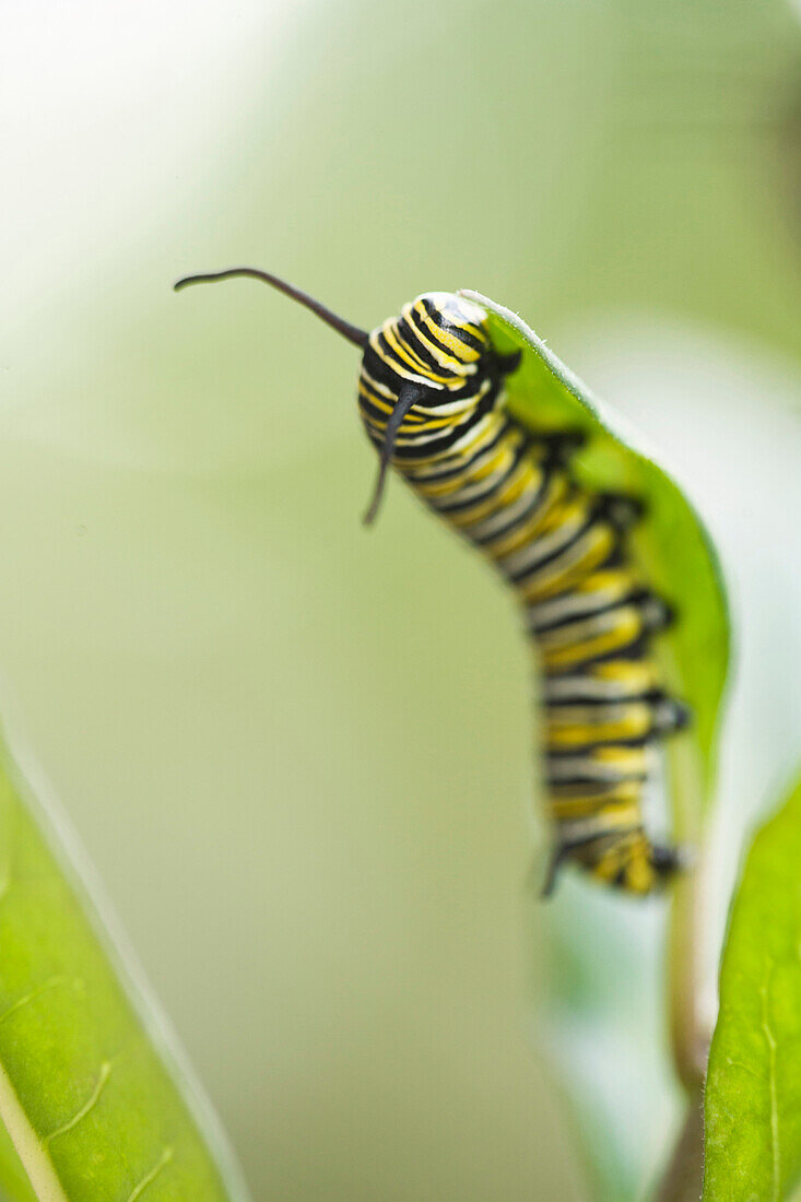 Close up of caterpillar climbing leaf, Miami Beach, Florida, United States