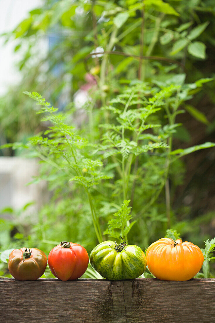 Colorful heirloom tomatoes on banister outdoors, Miami Beach, Florida, United States
