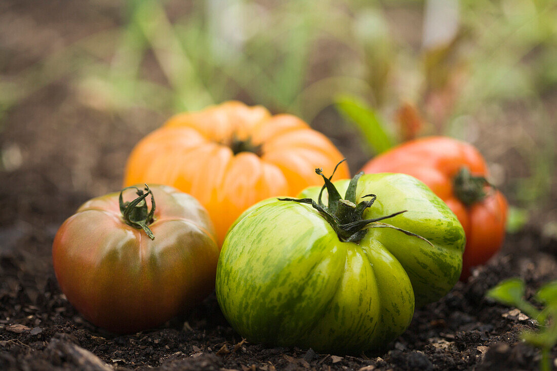Colorful heirloom tomatoes in soil outdoors, Miami Beach, Florida, United States
