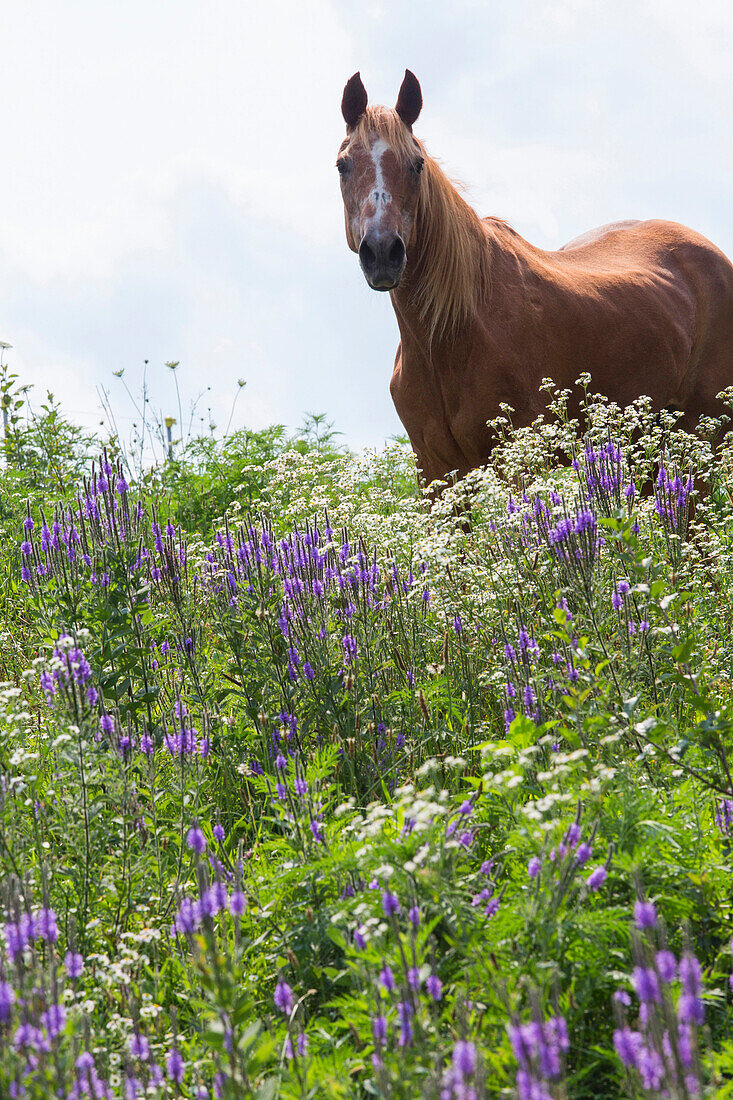 Horse standing in field of tall flowers, Mount Horeb, Wisconsin, United States of America