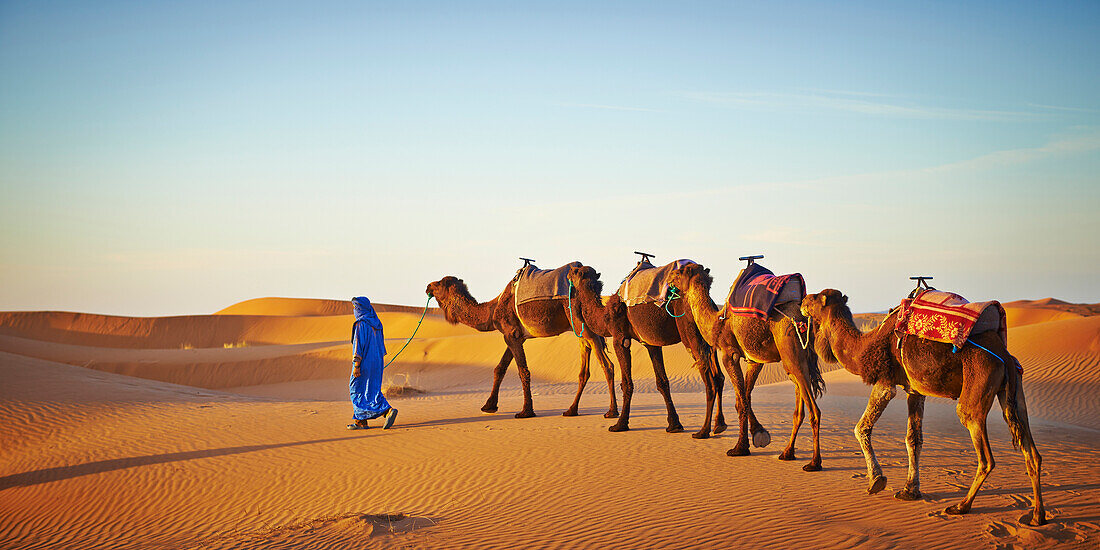 Guide leading camels on sand dune in desert landscape, Sahara Desert, Morocco, Morocco