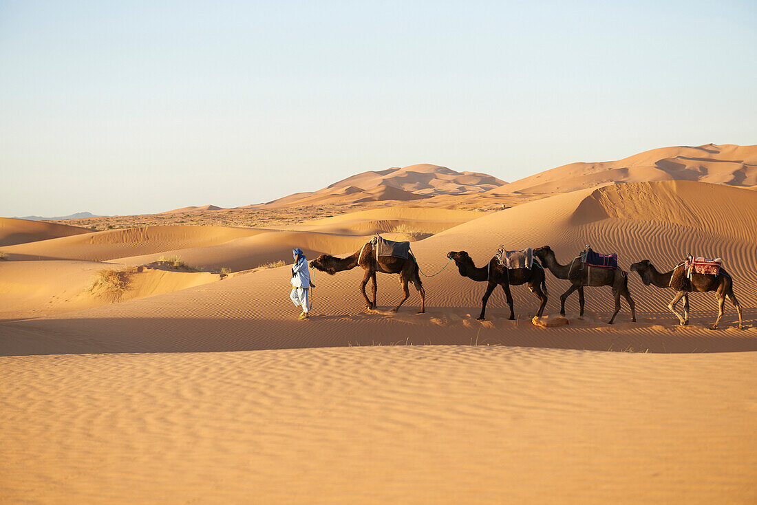 Guide leading camels on sand dunes in desert landscape, Sahara Desert, Morocco, Morocco
