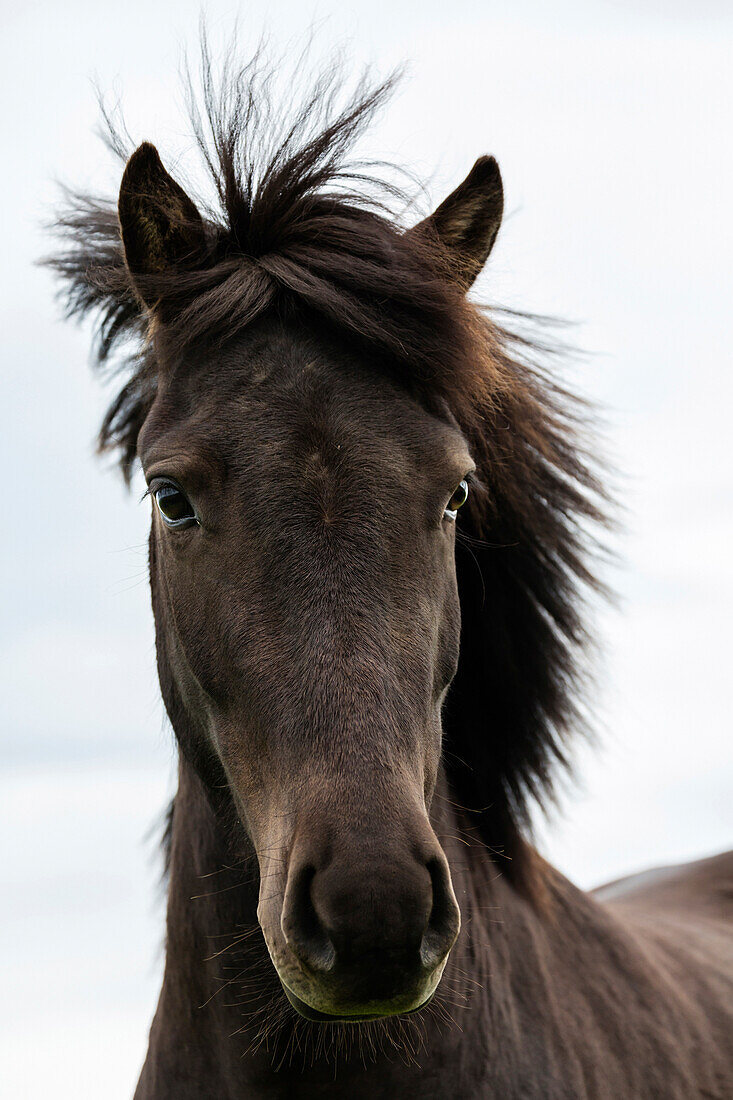 Close up of Icelandic horse, Hvammstangi, Iceland, Iceland