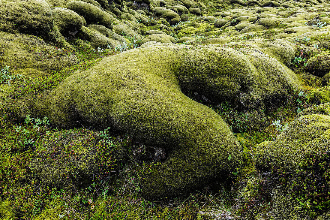 Mossy rock formations in remote field, Eldhraun Lava Field, Iceland, Iceland
