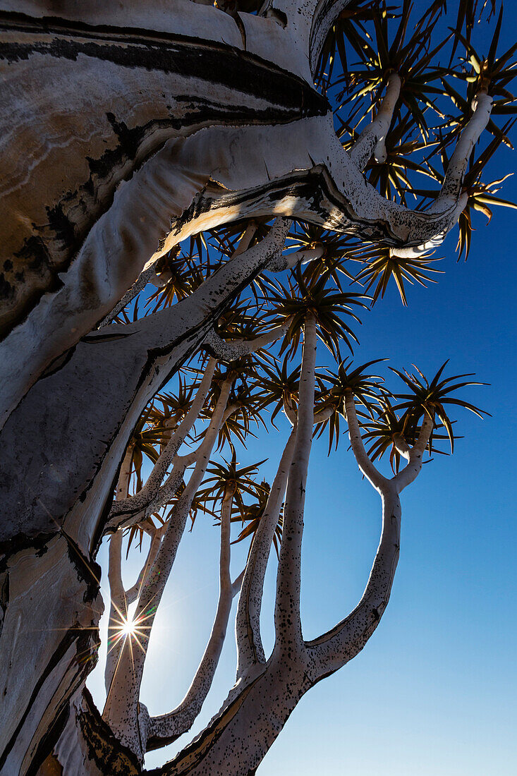 Low angle view of quiver tree against blue sky, Keetmanshoop, Karas, Namibia