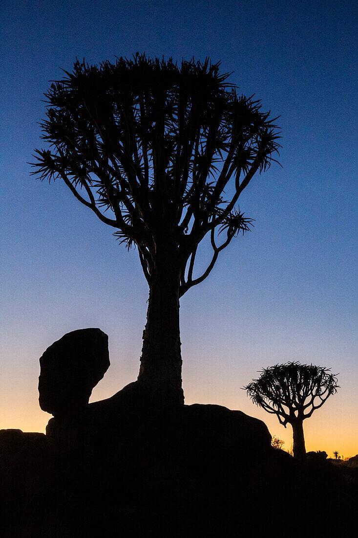 Silhouette of quiver tree against sunrise sky, Keetmanshoop, Karas, Namibia