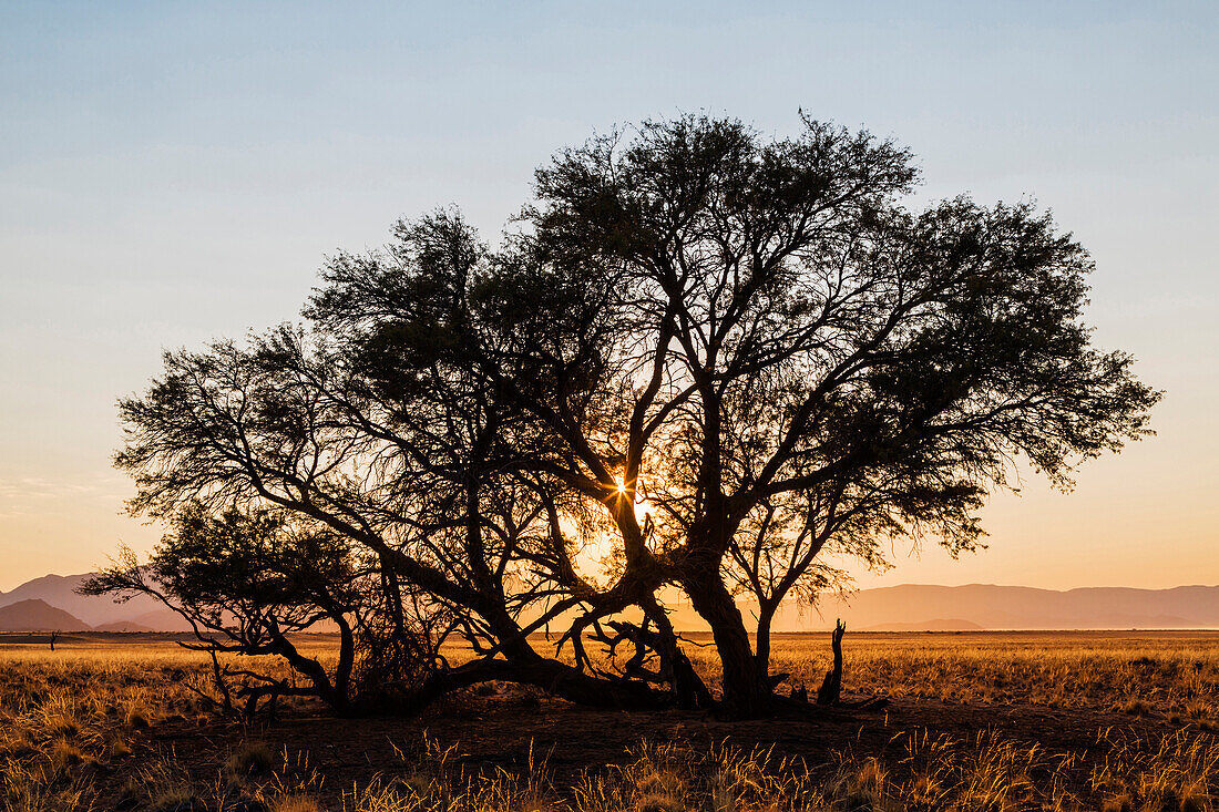 Camelthorn tree in desert landscape, Sesriem, Karas, Namibia