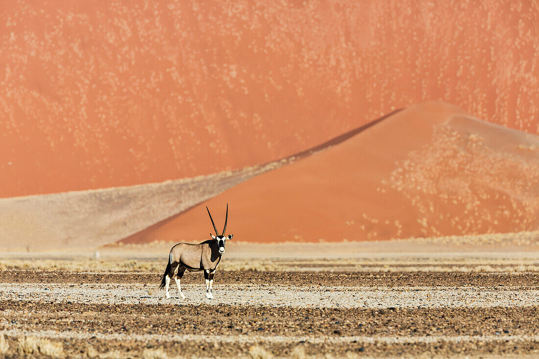 Oryx standing near sand dunes in desert, Sesriem, Karas, Namibia