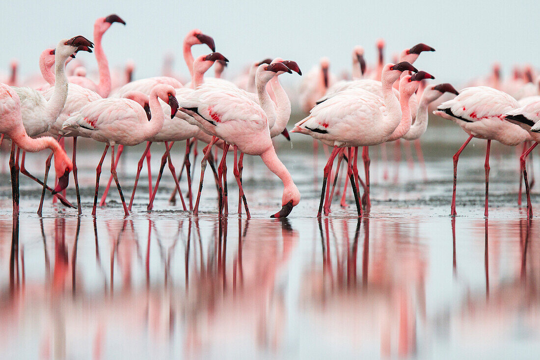 Flock of flamingoes standing in still water on beach, Walvis Bay, Erongo, Namibia