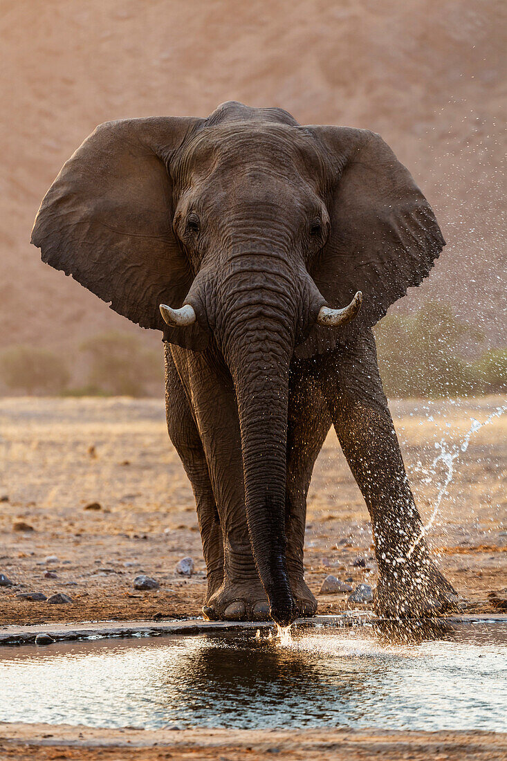 Elephant drinking at water hole in savanna landscape, Sesfontein, Kunene Region, Namibia