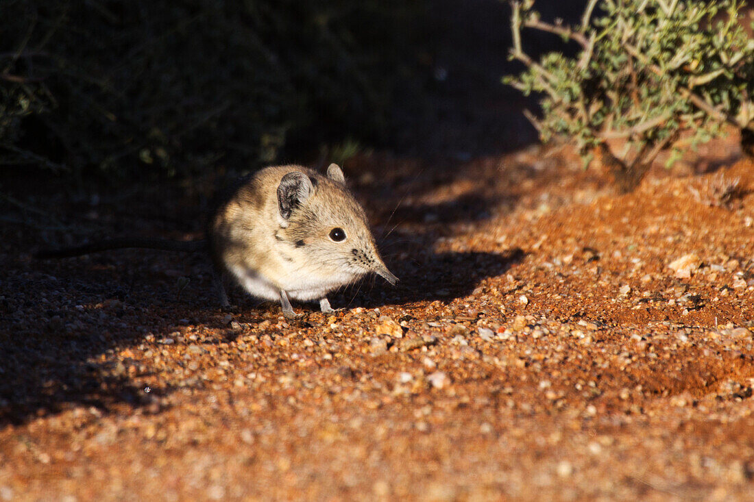 Close up of shrew peeking out from shadows, Springbok, Northern Cape, South Africa