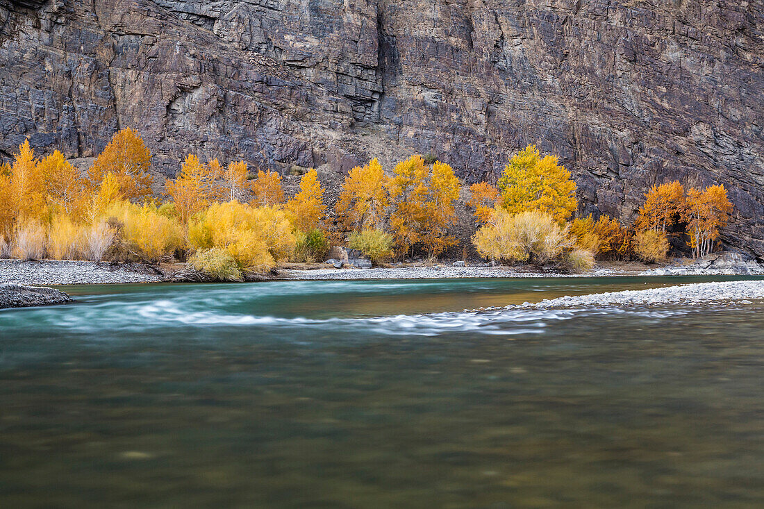 Autumn trees by cliff face and river, Bayan Ulgii, Bayan Ulgii, Mongolia