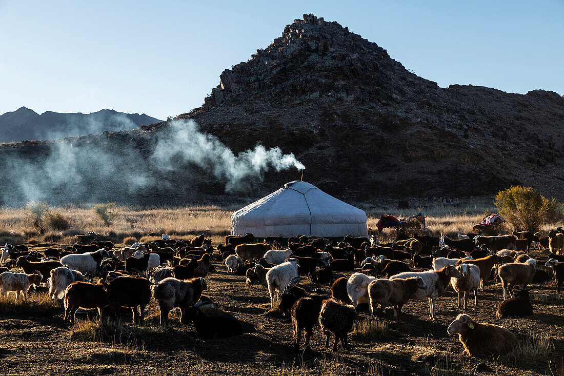 Livestock grazing in nomadic campsite in remote landscape, Ulgii, Bayan Ulgii, Mongolia