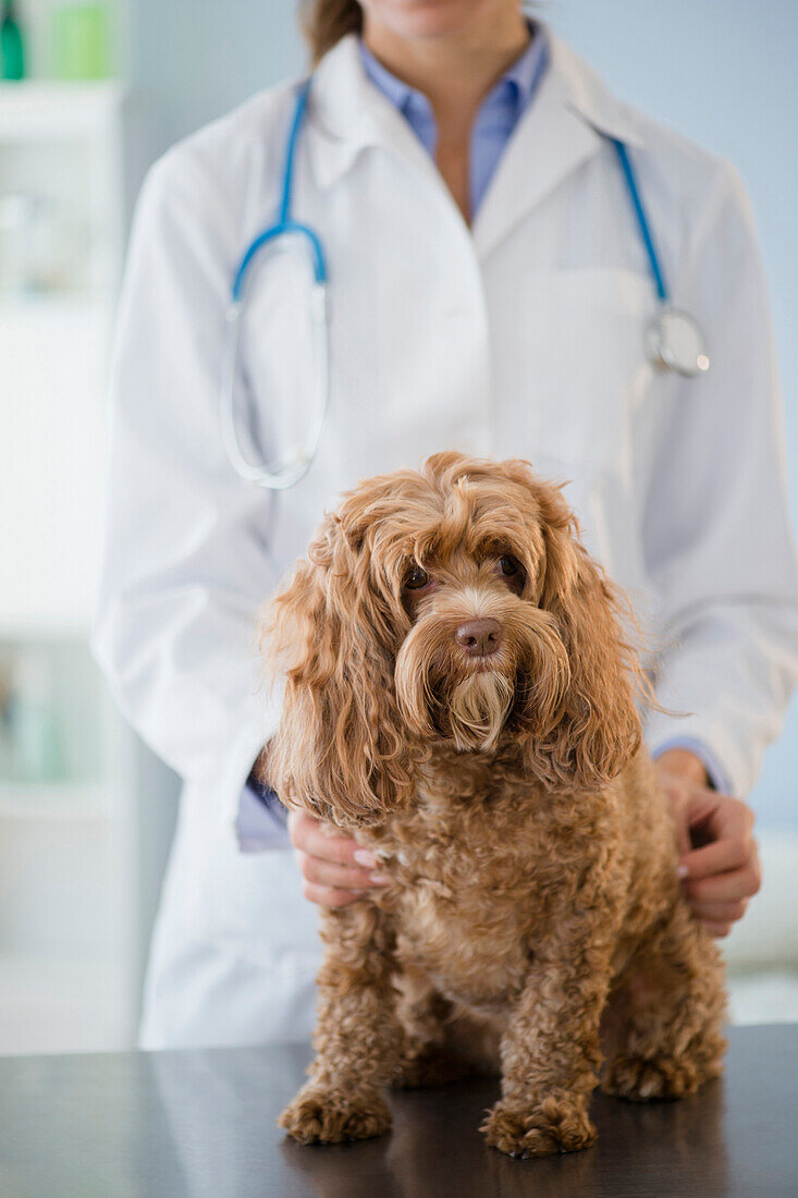 Caucasian veterinarian examining dog, Jersey City, New Jersey, USA