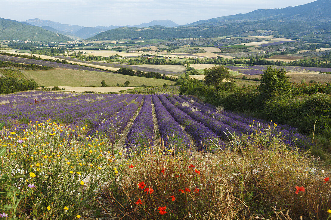 Lavendelfeld, Lavendel, lat. Lavendula angustifolia, bei Nyons, Drome, Provence, Frankreich, Europa