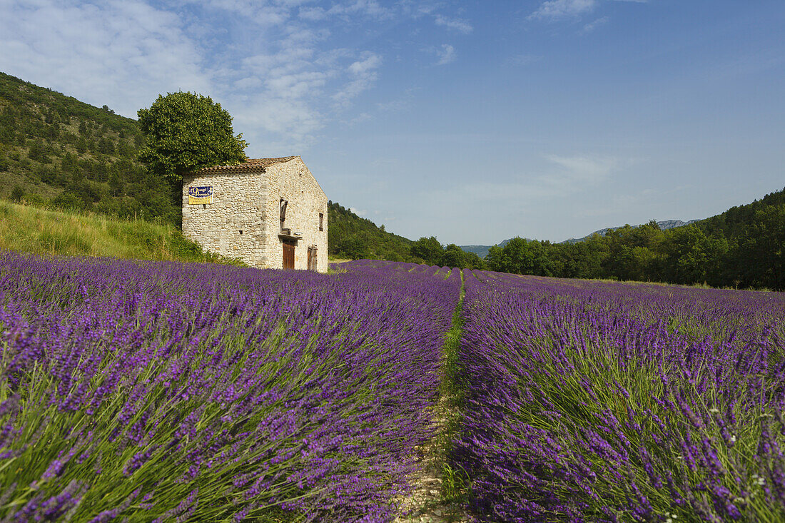 Lavendelfeld, Lavendel, lat. Lavendula angustifolia, altes Haus, bei Nyons, Drome, Provence, Frankreich, Europa