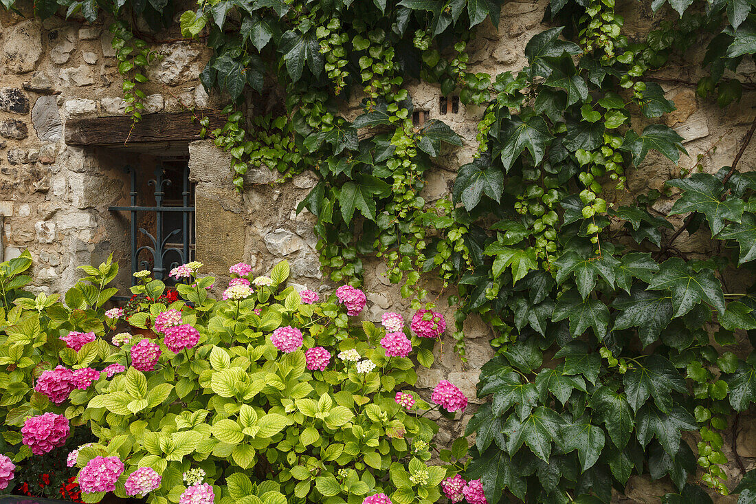Window with hydrangea, lat. hydrangea, wild wine, old town, Sault, Vaucluse, Provence, France, Europe