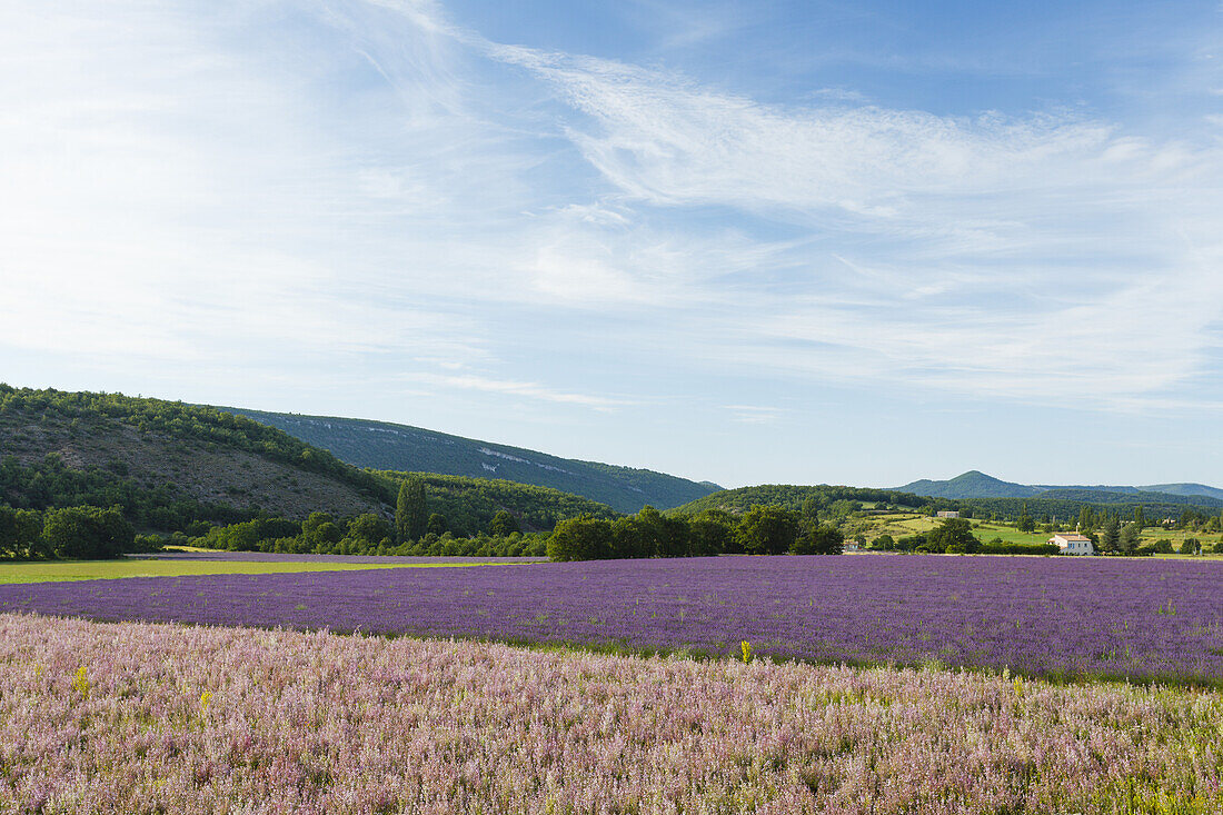 Feld mit Bienenfreund und Lavendelfeld, Lavendel, lat. Lavendula angustifolia, Landhaus, bei Banon, Alpes-de-Haute-Provence, Provence, Frankreich, Europe