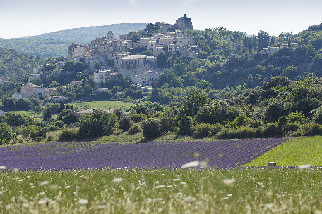 Lavendelfeld, Lavendel, lat. Lavendula angustifolia, Simiane-la-Rotonde, Dorf, Alpes-de-Haute-Provence, Provence, Frankreich, Europa