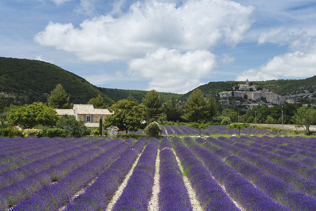 lavender field, lavender, lat. Lavendula angustifolia, cottage, Banon, village, Alpes-de-Haute-Provence, Provence, France, Europe