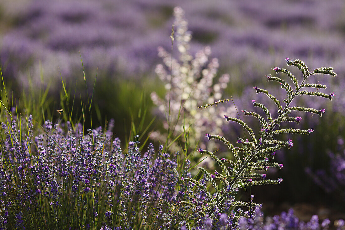 wilde Blume im Lavendelfeld, Lavendel, lat. Lavendula angustifolia, bei Sault, Vaucluse, Provence, Frankreich, Europa