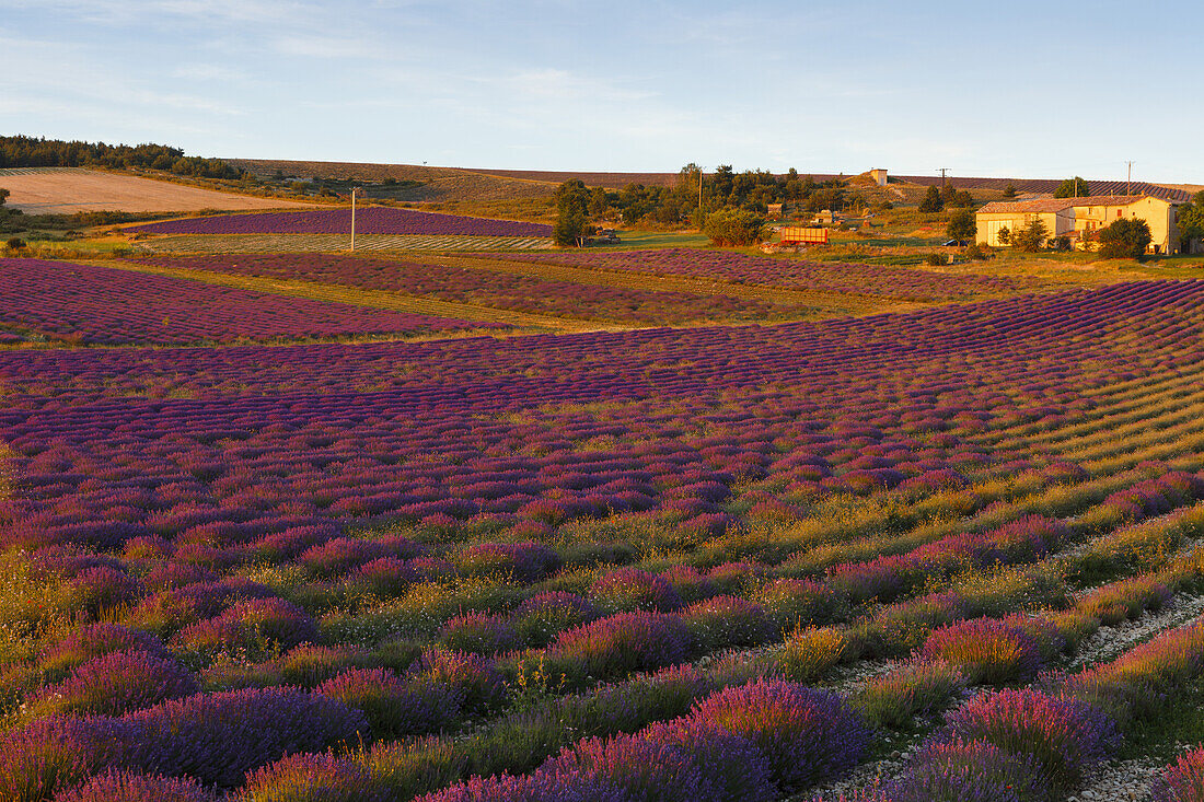 lavender fields, lavender, lat. Lavendula angustifolia, cottage, near Sault, Vaucluse, Provence, France, Europe