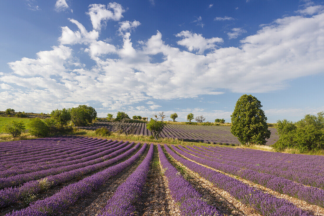 lavender fields, lavender, lat. Lavendula angustifolia, trees, near Sault, Vaucluse, Provence, France, Europe