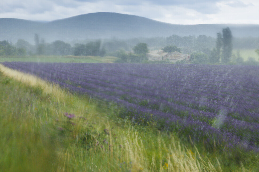 heavy rain, lavender field, lavender, near Banon, Alpes-de-Haute-Provence, Provence, France, Europe