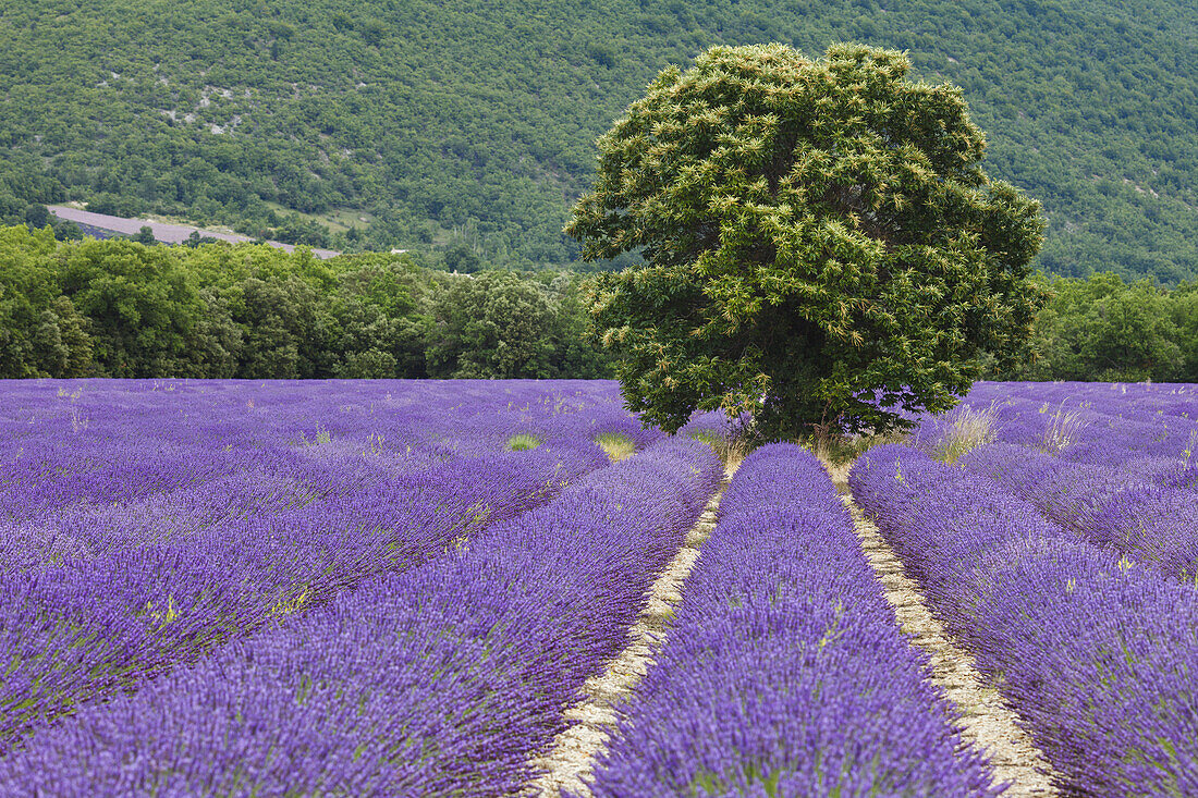 tree in a lavender field, lavender, lat. Lavendula angustifolia, near Banon, Alpes-de-Haute-Provence, Provence, France, Europe