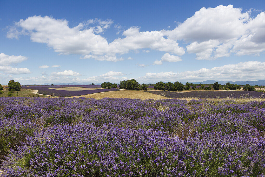 lavender field, lavender, lat. Lavendula angustifolia, high plateau of Valensole, Plateau de Valensole, near Valensole, Alpes-de-Haute-Provence, Provence, France, Europe