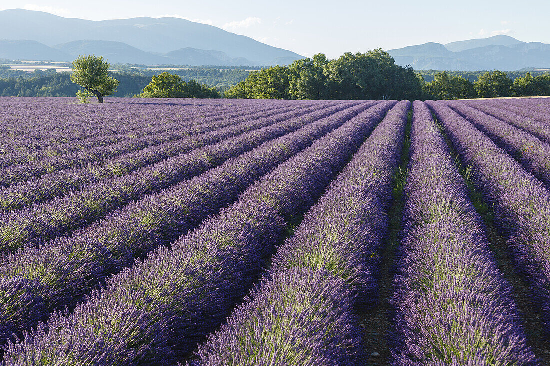 lavender field, lavender, lat. Lavendula angustifolia, tree, high plateau of Valensole, Plateau de Valensole, near Valensole, Alpes-de-Haute-Provence, Provence, France, Europe