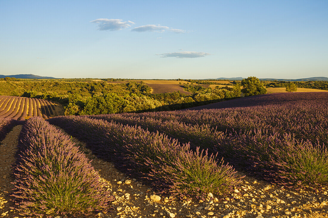 lavender field, lavender, lat. Lavendula angustifolia, high plateau of Valensole, Plateau de Valensole, near Valensole, Alpes-de-Haute-Provence, Provence, Frankreich, Provence, France, Europe