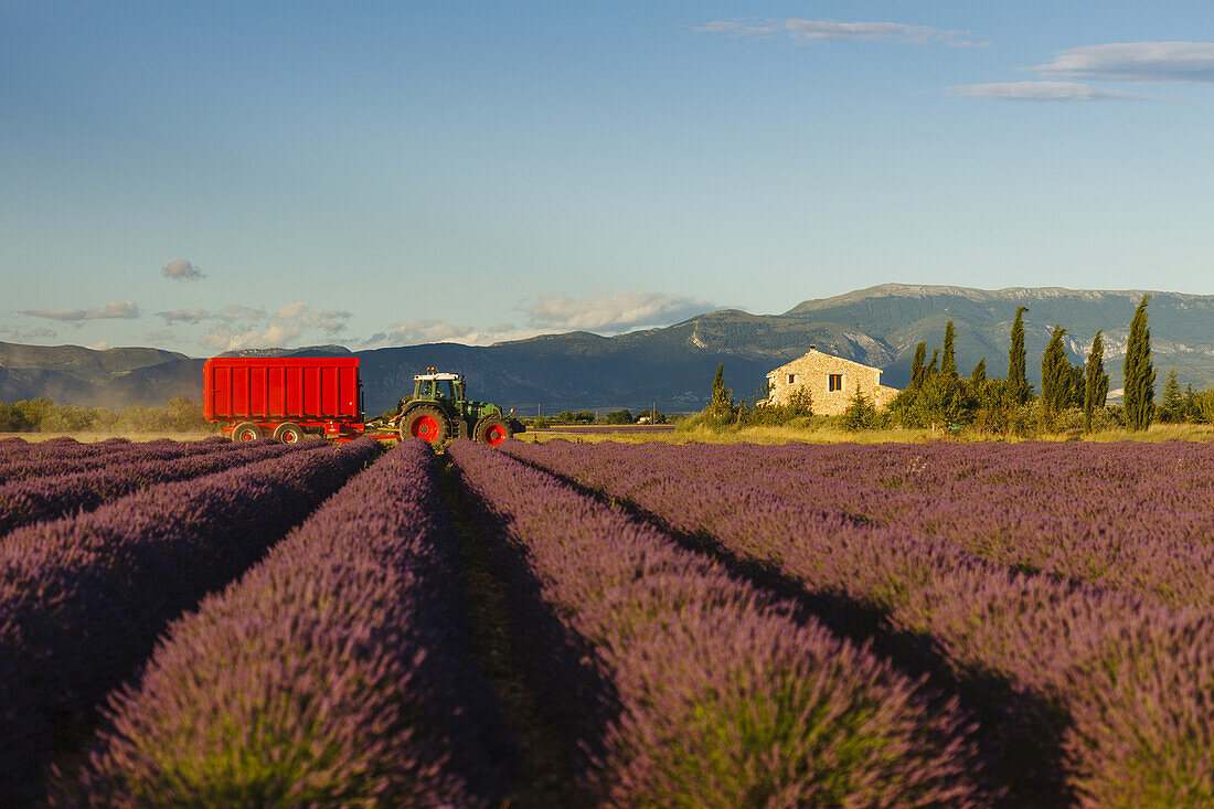 tractor at a lavender harvest, cottage, lavender field, lavender, lat. Lavendula angustifolia, high plateau of Valensole, Plateau de Valensole, near Valensole, Alpes-de-Haute-Provence, Provence, France, Europe