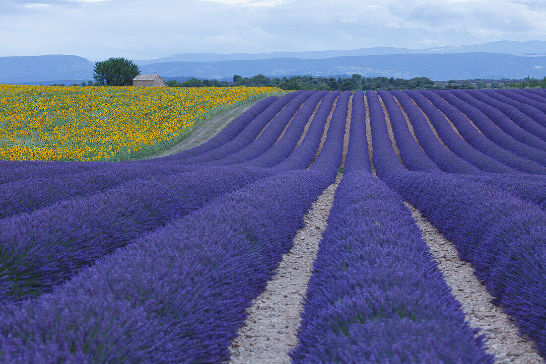 sunflower field, sunflowers, lavender field, lavender, lat. Lavendula angustifolia, house, high plateau of Valensole, Plateau de Valensole, near Valensole, Alpes-de-Haute-Provence, Provence, France, Europe