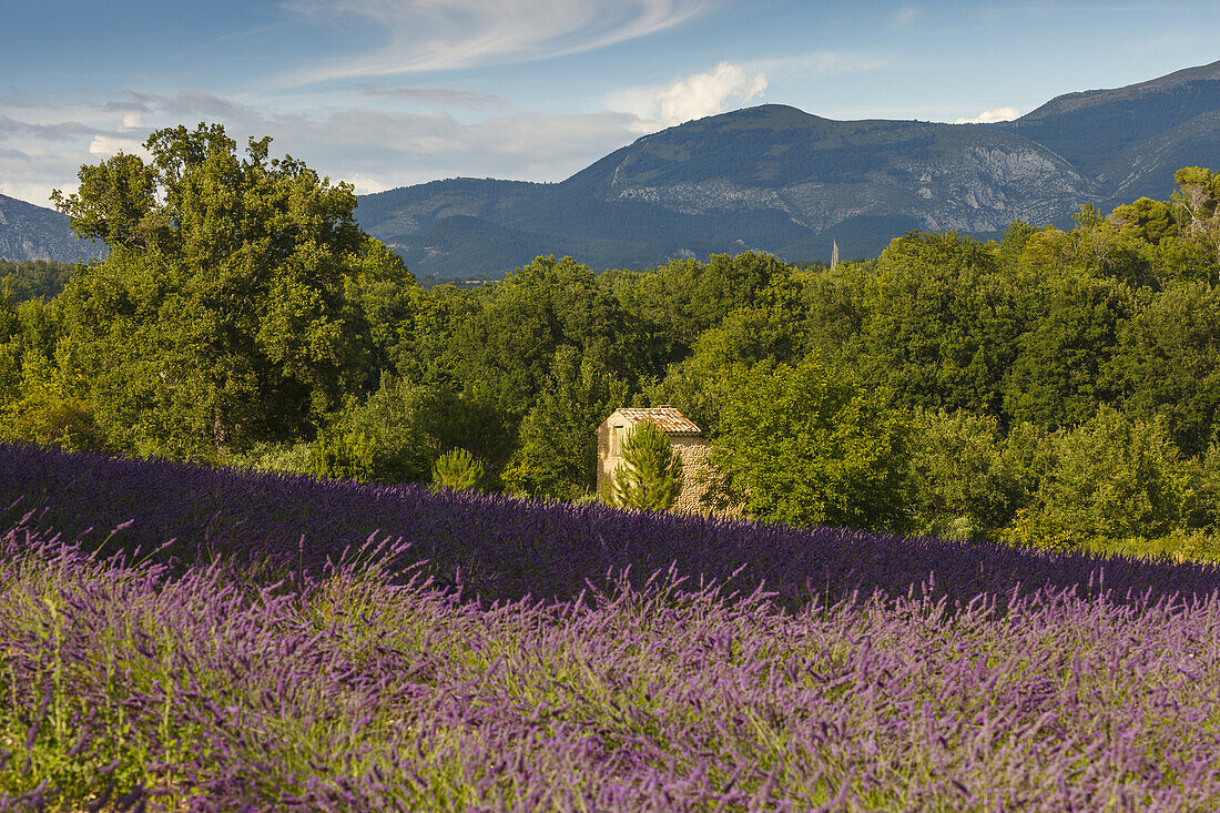 Lavendelfeld, Lavendel, lat. Lavendula angustifolia, Hochebene von Valensole, Plateau de Valensole, b. Riez, Alpes-de-Haute-Provence, Provence, Frankreich, Europa