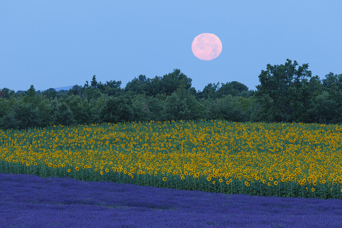 Full moon over a sunflower field, sunflowers, lavender field, lavender, lat. Lavendula angustifolia, high plateau of Valensole, Plateau de Valensole, near Valensole, Alpes-de-Haute-Provence, Provence, France, Europe