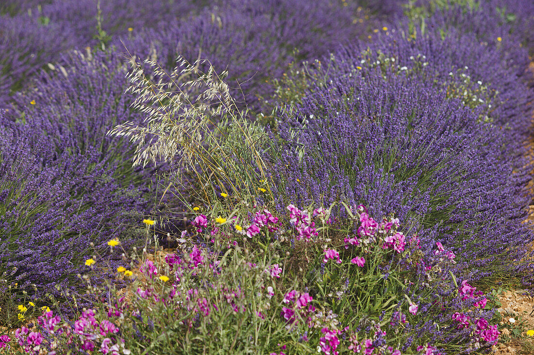 lavender field, lavender, lat. Lavendula angustifolia, flowers and weeds, high plateau of Valensole, Plateau de Valensole, near Valensole, Alpes-de-Haute-Provence, Provence, France, Europe