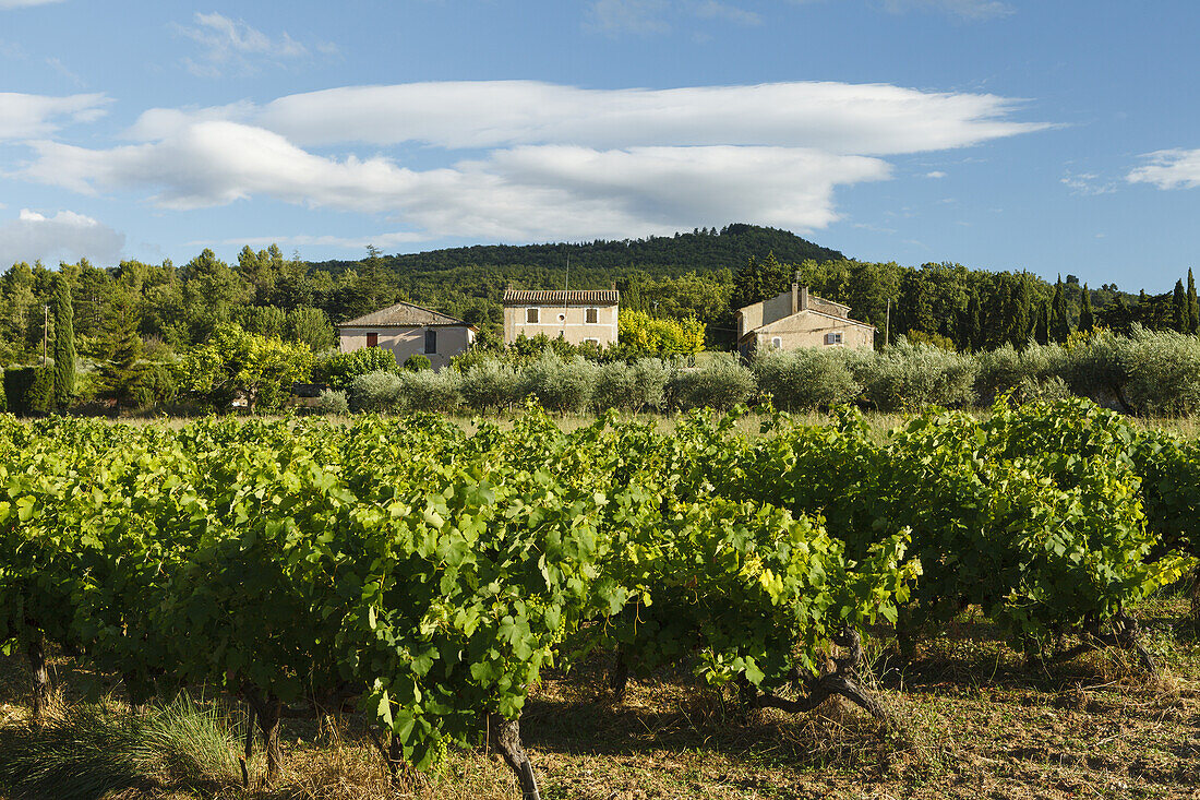 Vineyard with grape vines, cottage near Bonnieux, Luberon mountains, Luberon, Vaucluse, Provence, France, Europe