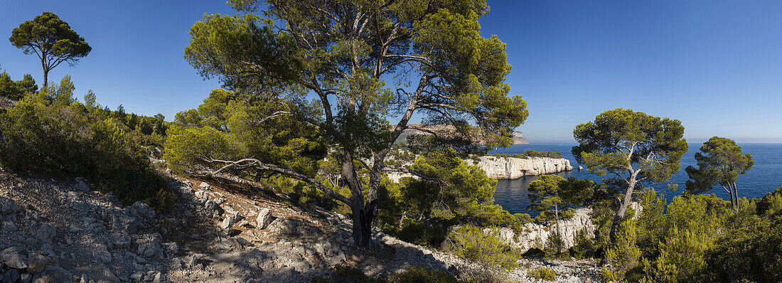 Kiefern an der Calanque de Port-Pin, les Calanques, bei Marseille, Côte d Azur, Mittelmeer, Bouches-du-Rhone, Provence, Frankreich, Europe