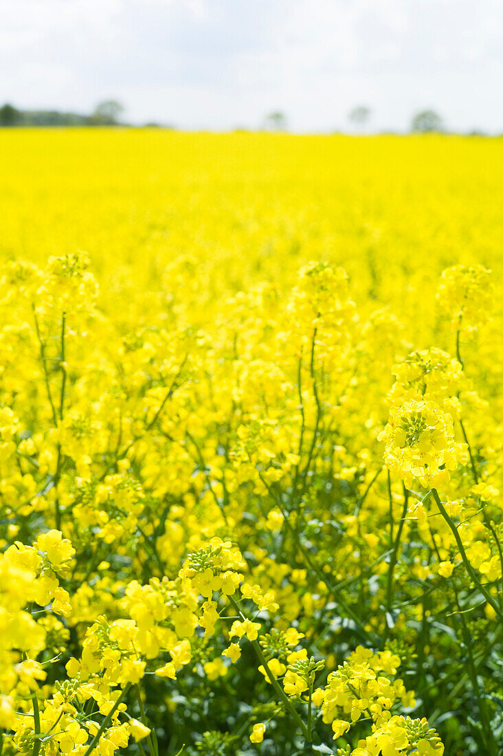 Rapeseed field on a cliff near Travemuende, Luebeck Bay, Baltic Coast, Schleswig-Holstein, Germany