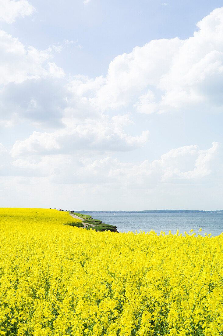 Rapeseed field on a cliff near Travemuende, Luebeck Bay, Baltic Coast, Schleswig-Holstein, Germany