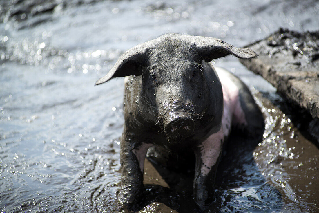 Grazing pigs wallowing in the mud on a pasture. The breed is called Swabian-Hall Swine. Germering, Bavaria, Germany