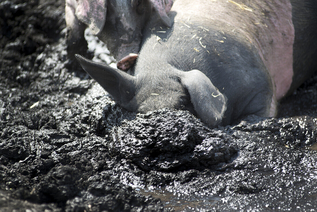 Grazing pigs wallowing in the mud on a pasture. The breed is called Swabian-Hall Swine. Germering, Bavaria, Germany