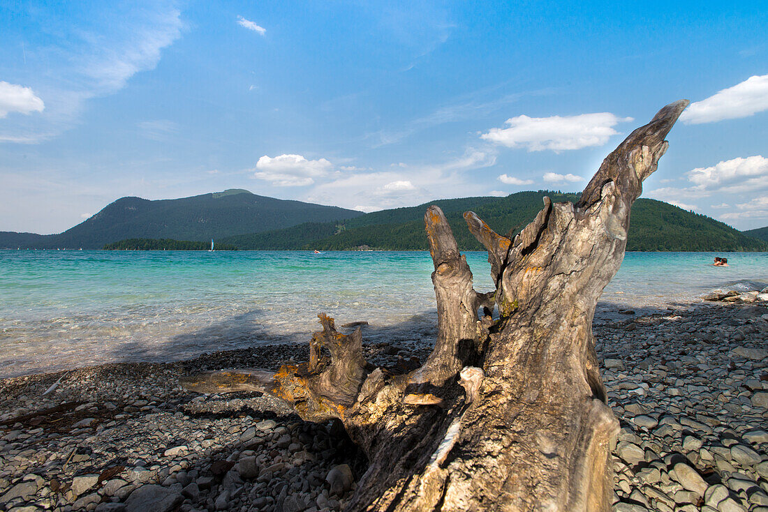 Root on the shore of Walchensee overlooking the Jochberg, Walchensee, Bavaria, Germany