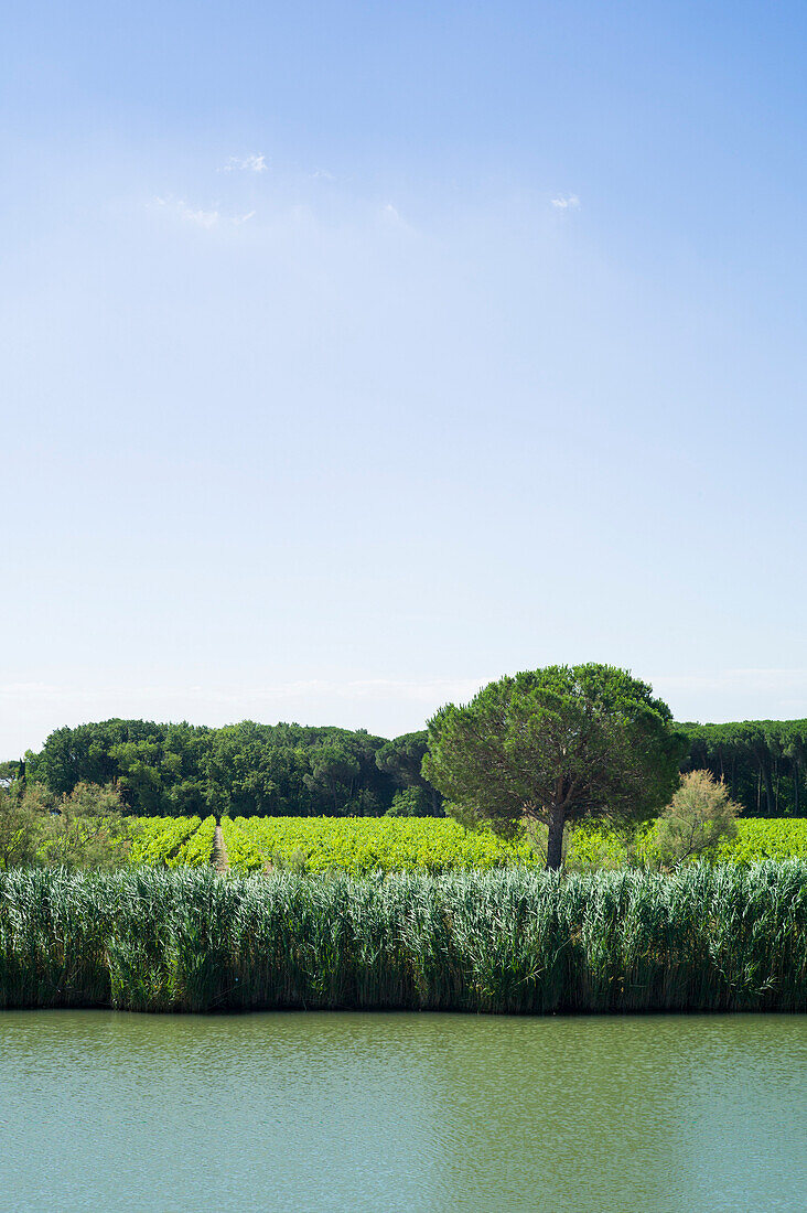 Vineyards near Aigues-Mortes, Camargue, Gard, Languedoc-Roussillon, France